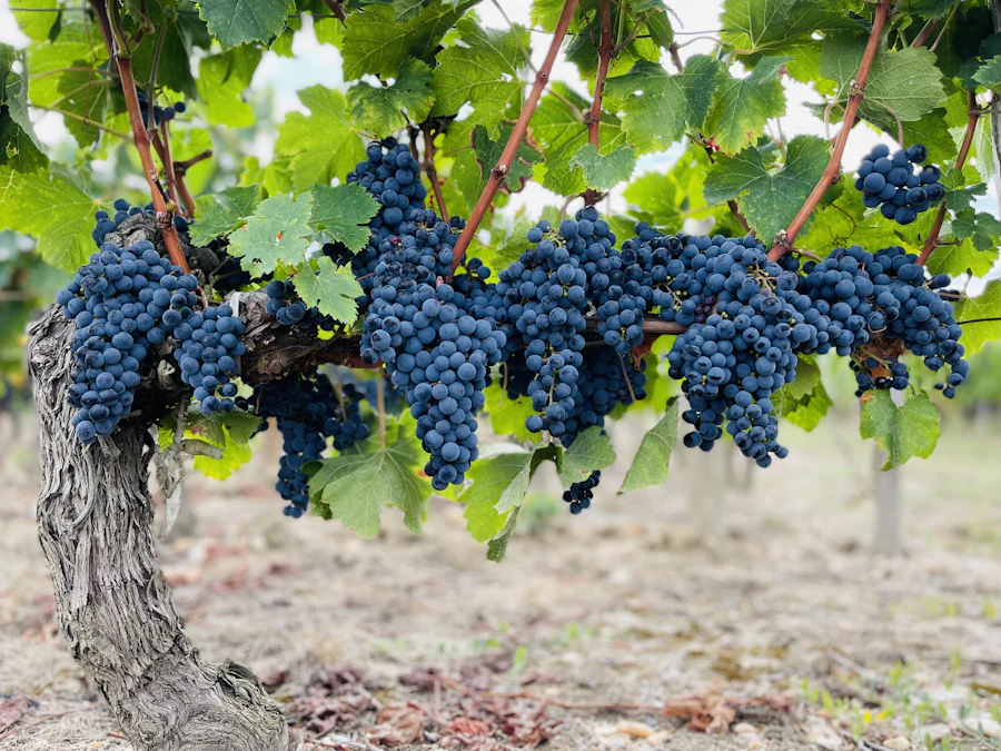 Grappes de raisin rouge sur la vigne