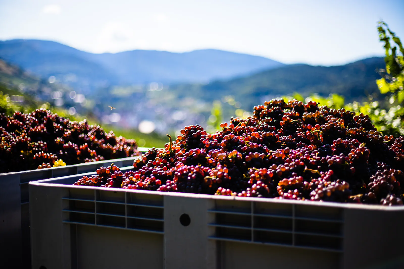 Vendange de raisin rouge en caisses