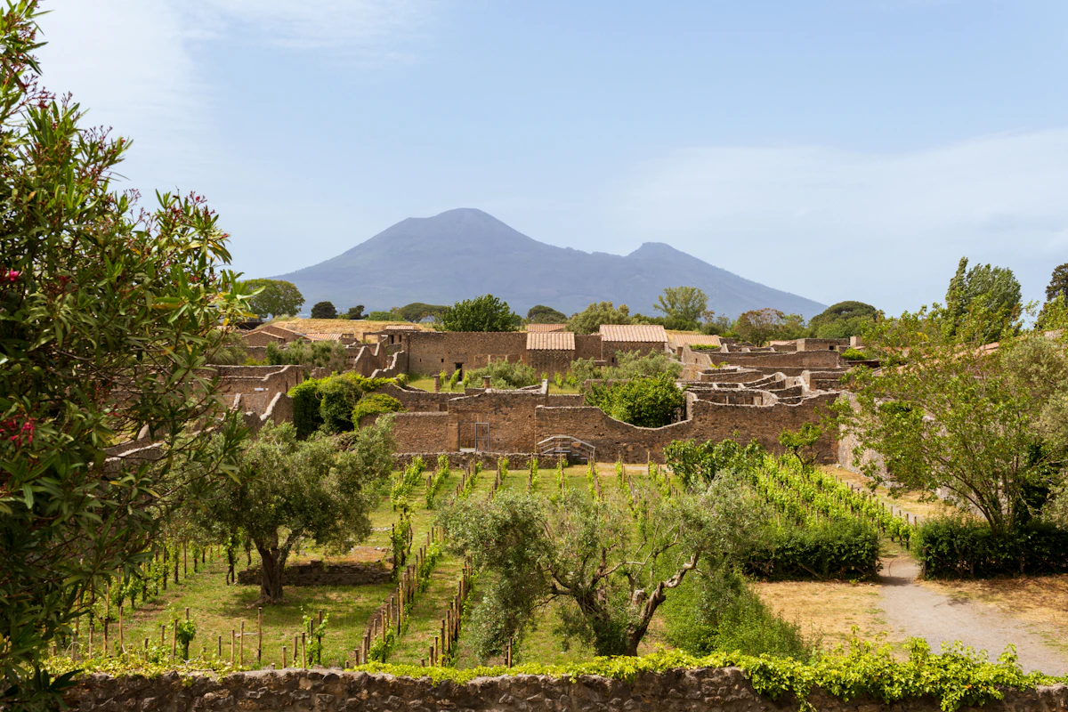 Vignoble au pied du Vésuve