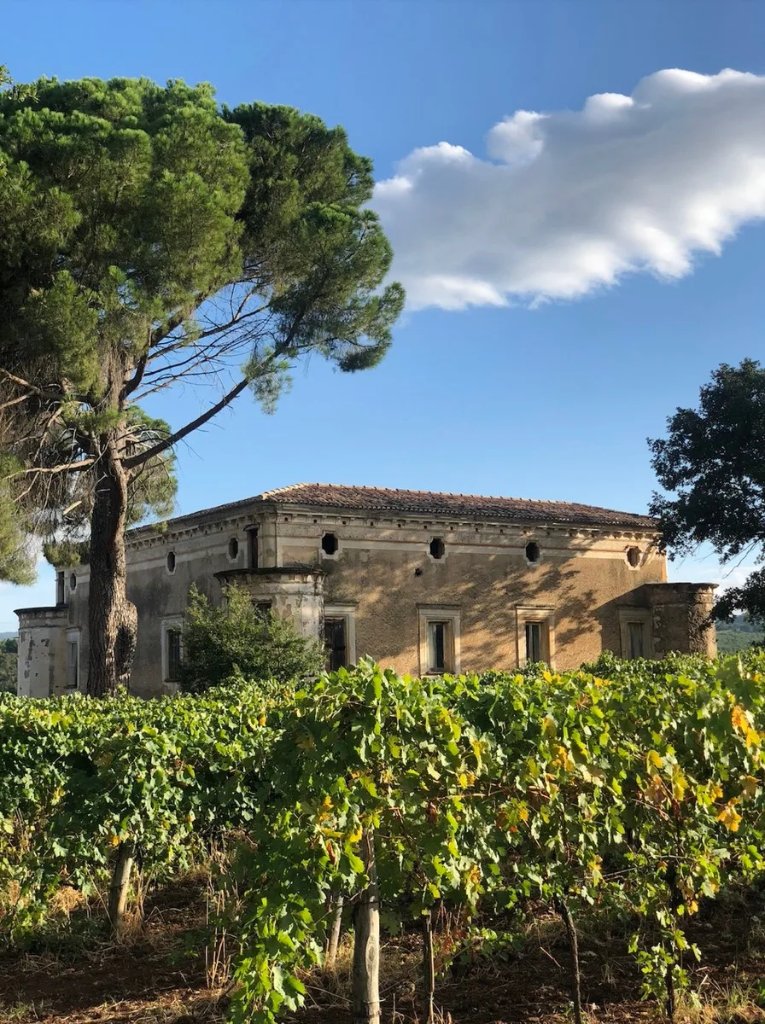 Pauciuri - domaine